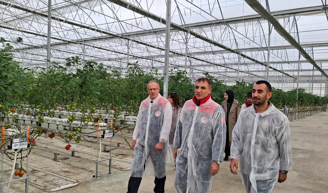 Meram’da modern serada domates üretimi yerinde incelendi