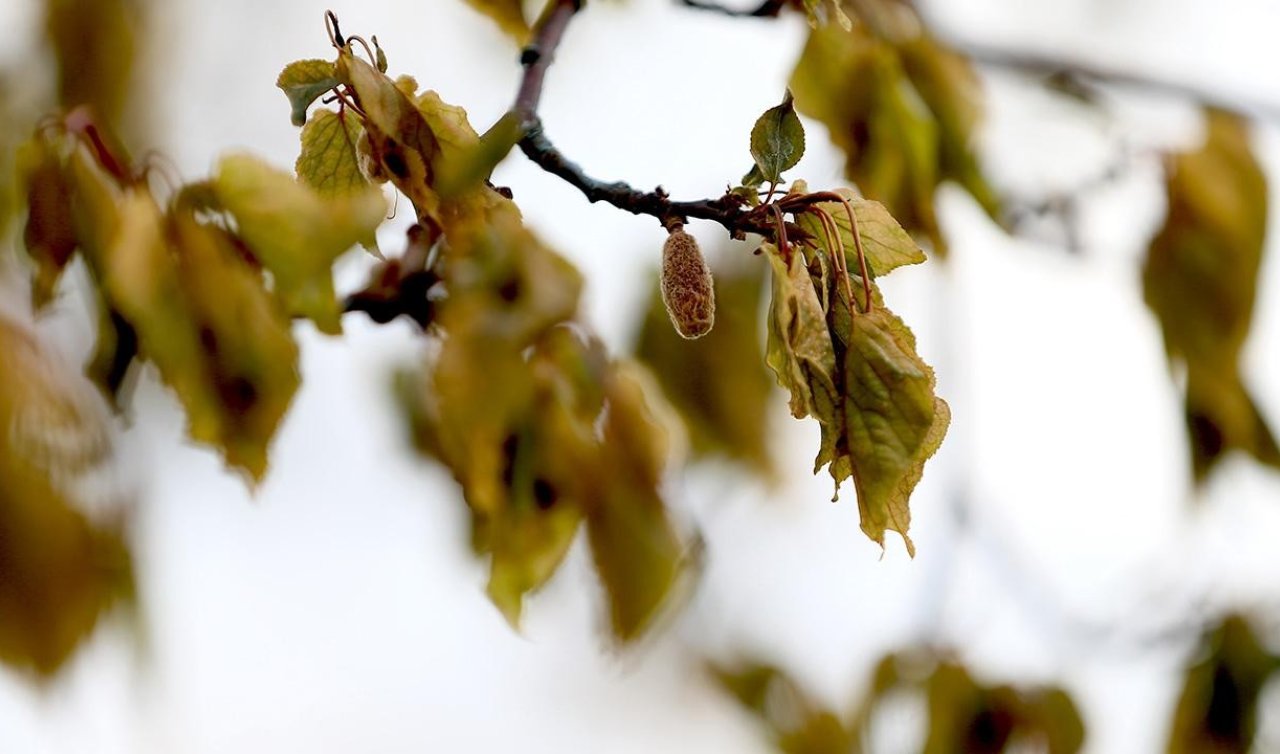 Zirai don nedeniyle üreticilere 23 milyar liralık hasar tazminatı