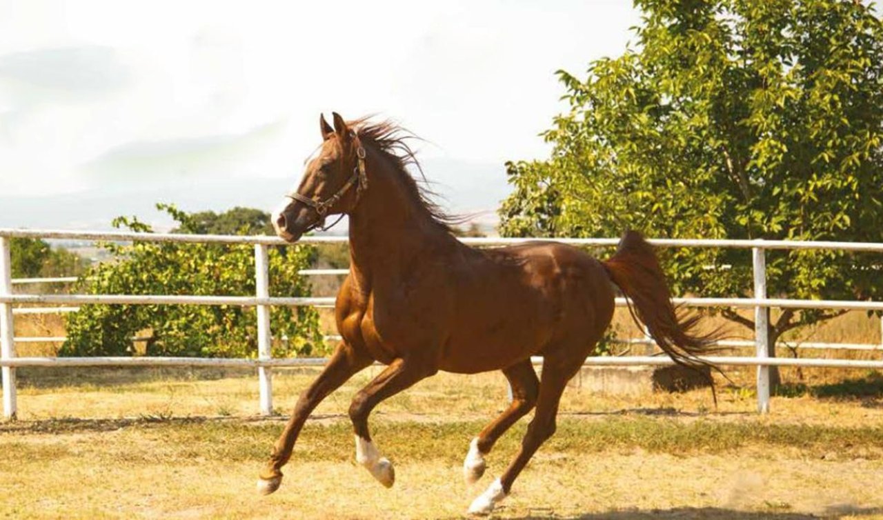 TİGEM safkan 14 Arap kısrağı satacak