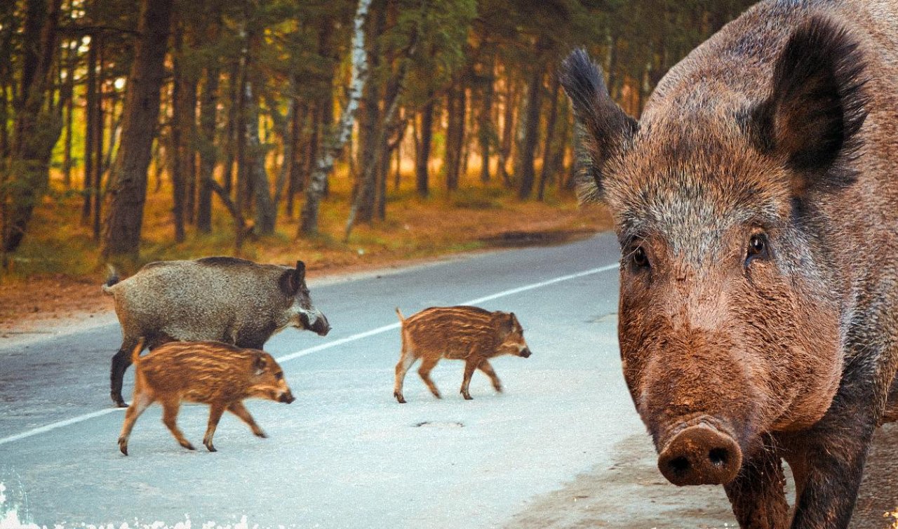  Afrika domuz vebası salgınına karşı mücadeleye asker de katıldı