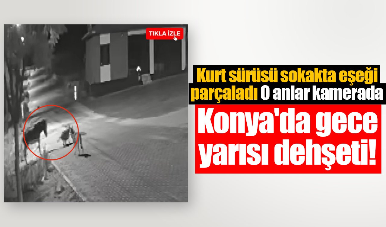  Konya’da gece yarısı dehşeti! Kurt sürüsü sokakta eşeği parçaladı: O anlar kamerada