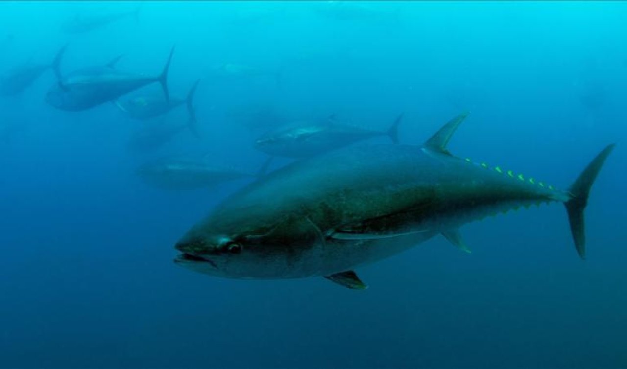 Mavi yüzgeçli orkinos kotası 3 bin 95 tona yükseldi