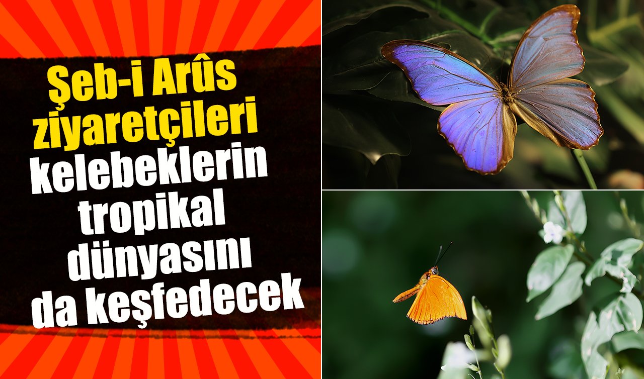 Şeb-i Arûs ziyaretçileri kelebeklerin tropikal dünyasını da keşfedecek