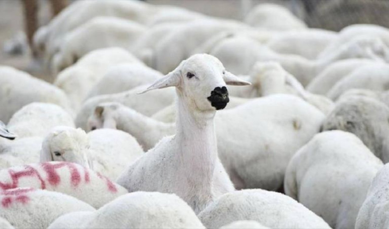 TİGEM 1200 küçükbaş hayvan satacak
