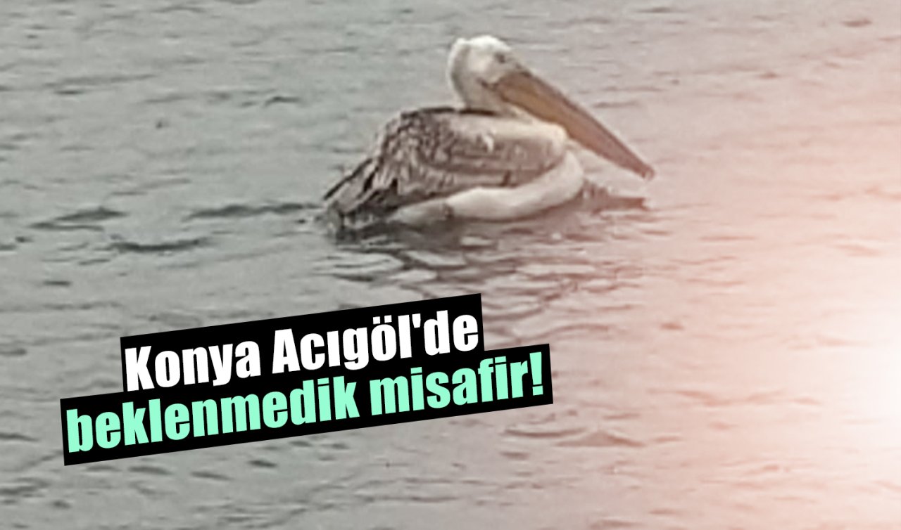 Konya Acıgöl’de beklenmedik misafir! 