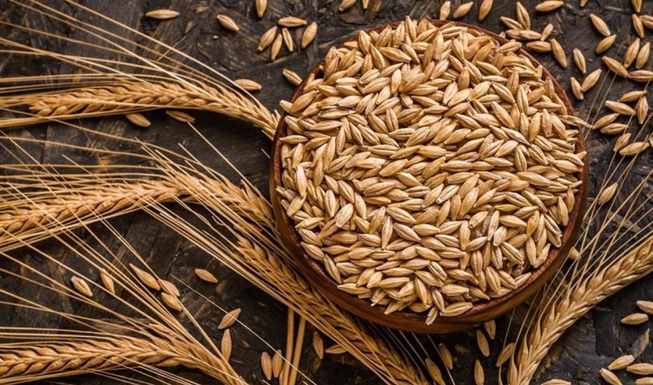 Kuraklık arpa ekimini artırdı