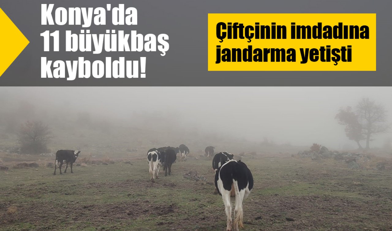 Konya’da 11 büyükbaş kayboldu! Çiftçinin imdadına jandarma yetişti 