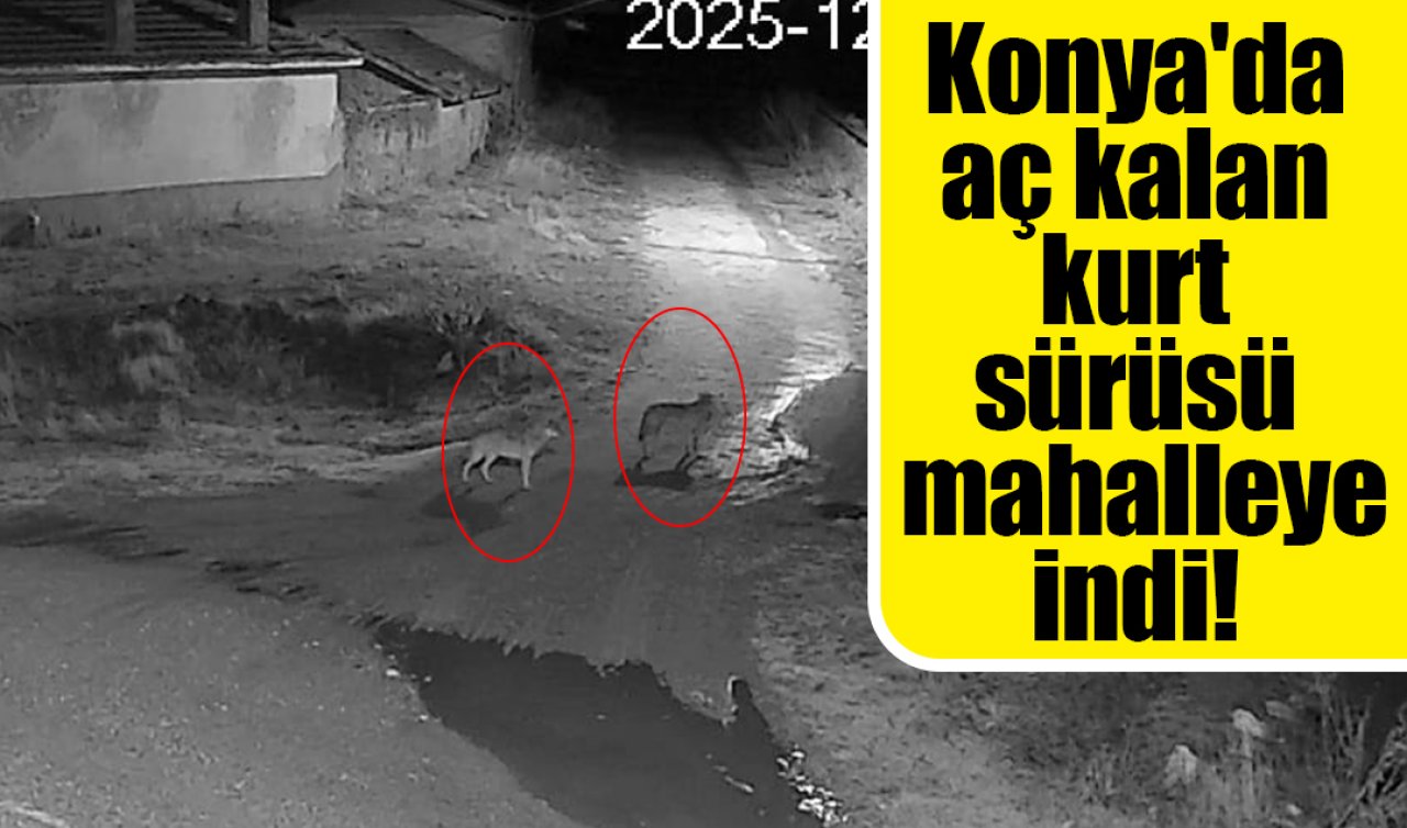 Konya’da aç kalan kurt sürüsü mahalleye indi!  