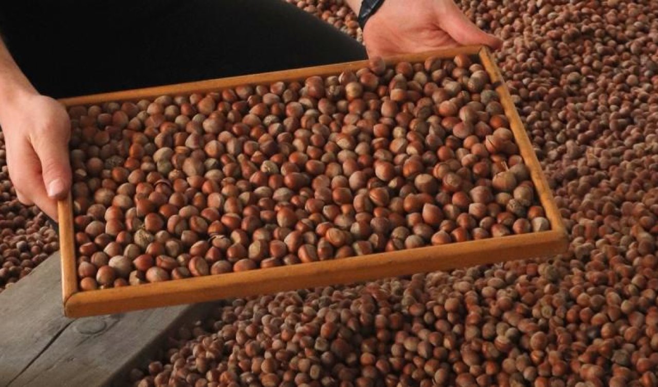  11 ayda 523 milyon dolarlık fındık ihracatı