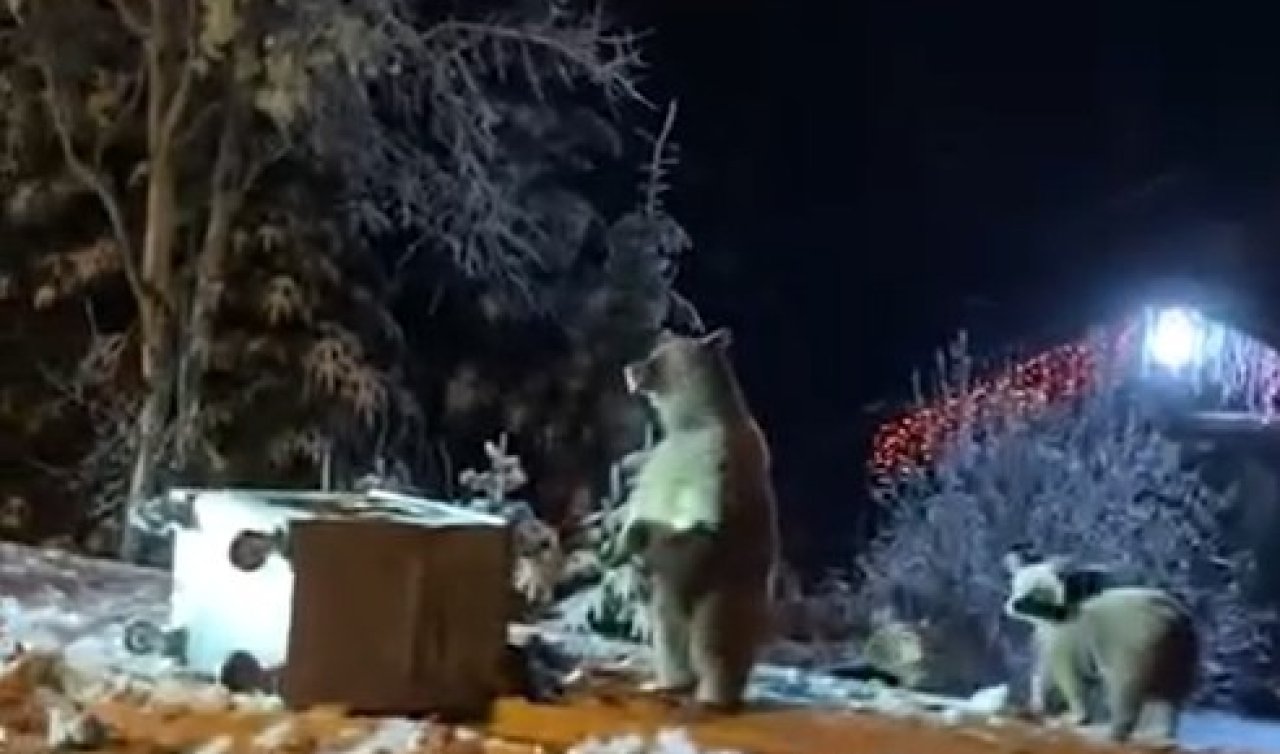  Ayılara kar topu attılar