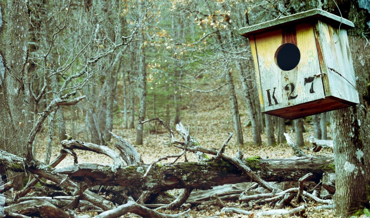 Isparta’daki eşsiz ekosistem: Kasnak Meşesi Ormanı