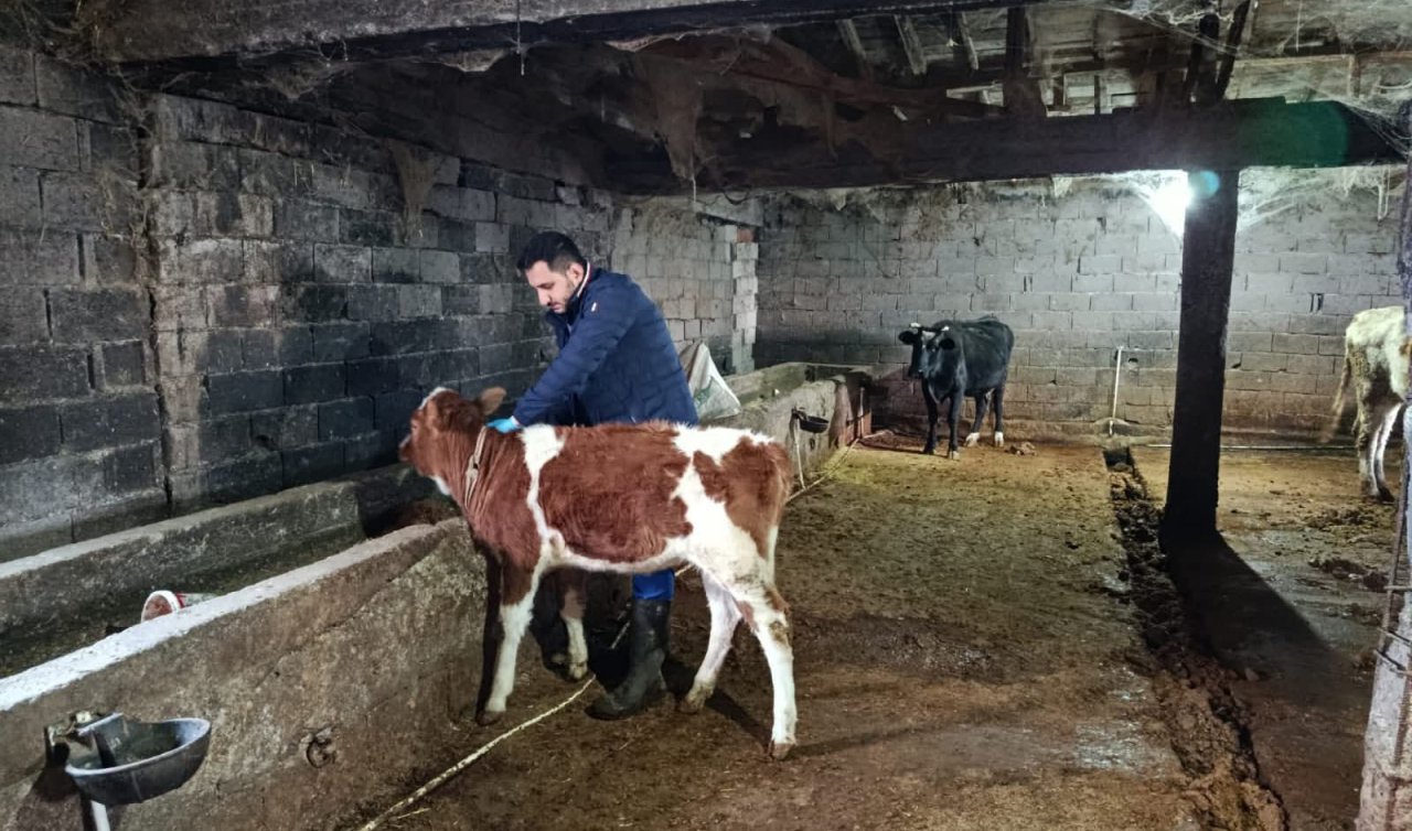 Kulu’da şap hastalığı ile mücadele sürüyor