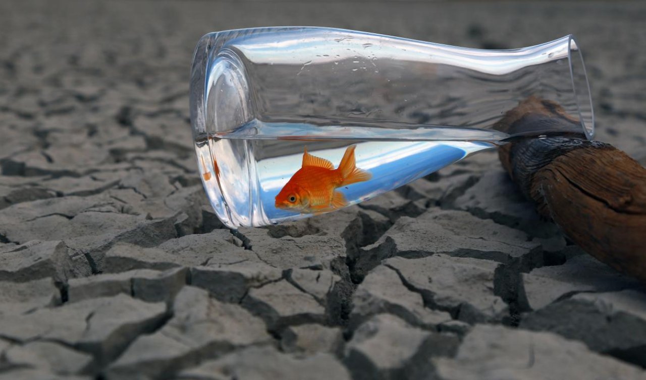 Araştırma: İklim değişikliği hayvanlardan bulaşan hastalıkları etkileyebilir