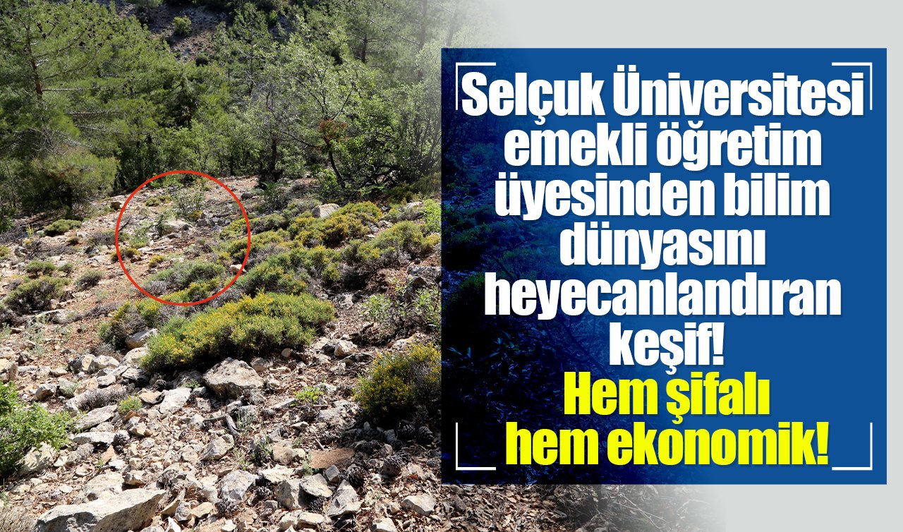 Selçuk Üniversitesi emekli öğretim üyesinden bilim dünyasını heyecanlandıran keşif! Hem şifalı hem ekonomik