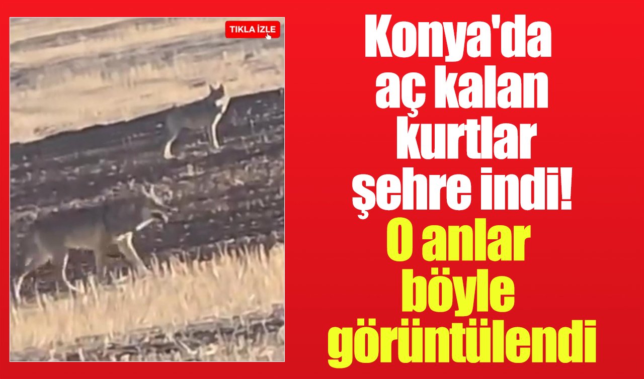 Konya’da aç kurtlar şehre indi! O anlar böyle görüntülendi