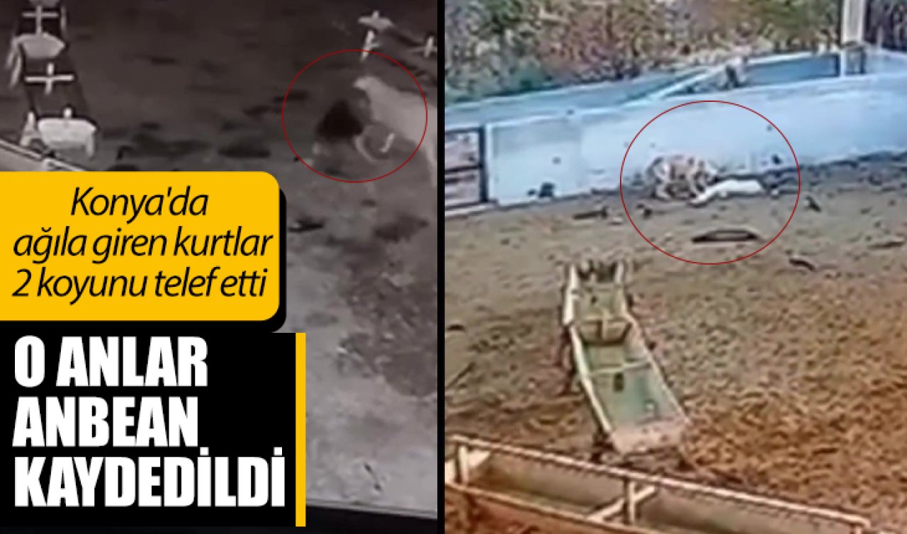 Konya’da ağıla giren kurtlar 2 koyunu telef etti! 