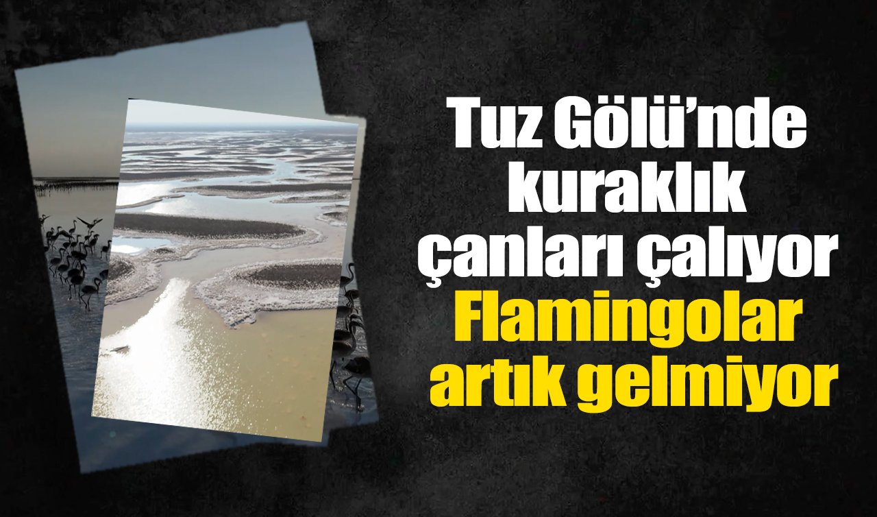Tuz Gölü’nde kuraklık çanları çalıyor: Flamingolar artık gelmiyor