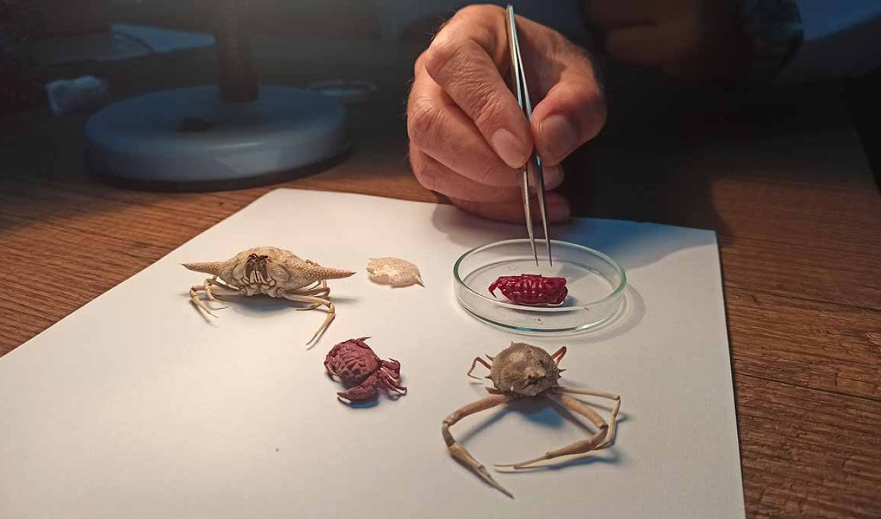 Türkiye kıyılarında ilk kez görüldü: Hint-Pasifik kökenli yeni yengeç türü ‘Liomera rugipes’ tespit edildi