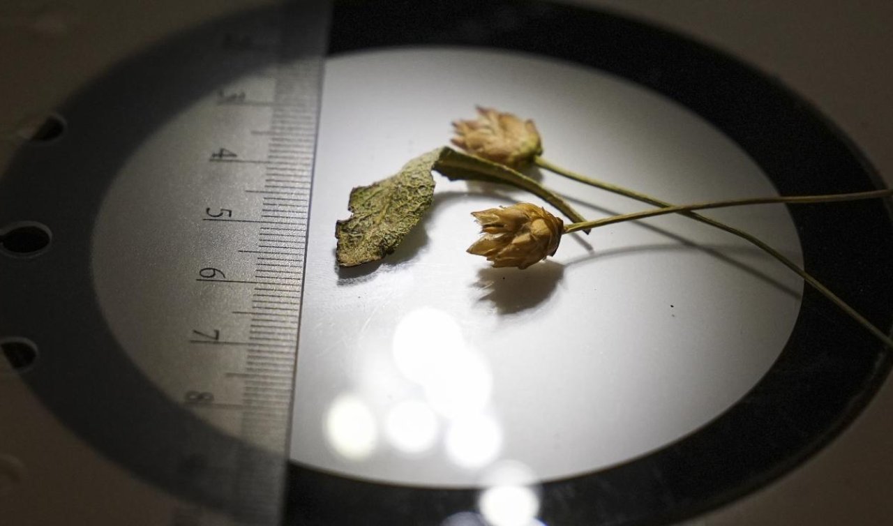 Denizli’de yeni bitki türü keşfedildi