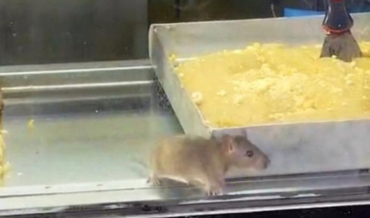  İzmir’den iğrenç görüntü: Börek tezgahlarında fare cirit attı