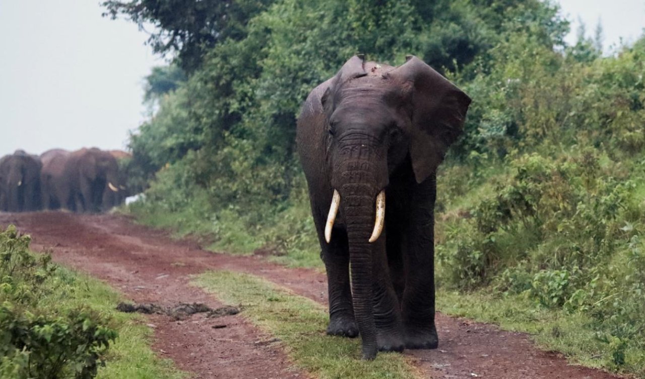 Fil sürüsünün saldırdığı köy sakinlerinden 4 kişi öldü
