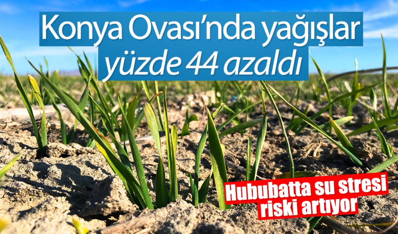 Konya Ovası’nda yağışlar yüzde 44 azaldı: Hububatta su stresi riski artıyor
