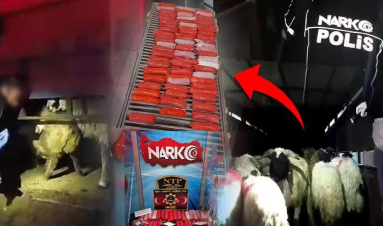 Koyunların karnına uyuşturucu sakladılar