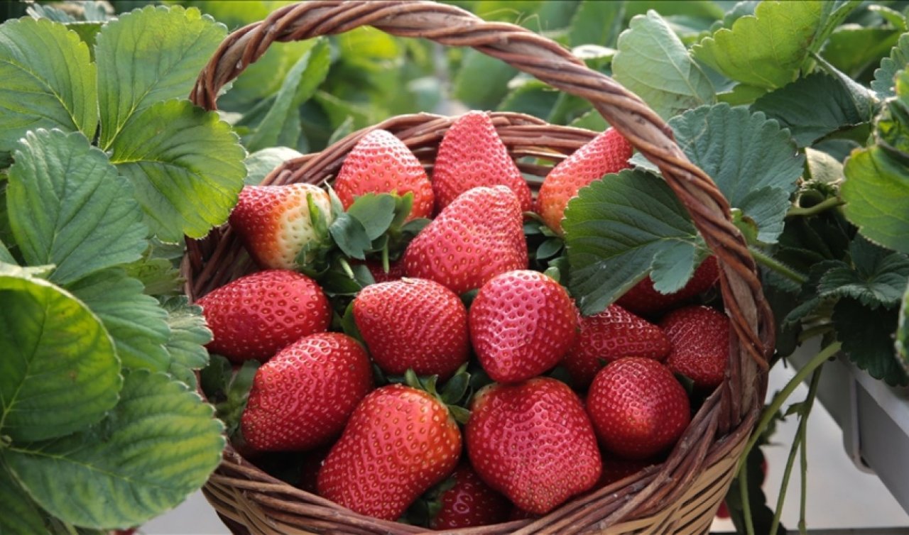 Seydişehir çileği coğrafi işaret aldı