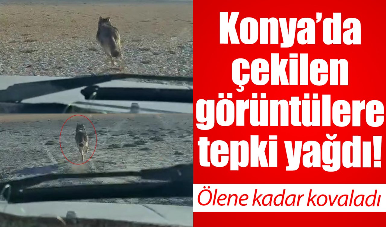 Konya’da çekilen görüntülere tepki yağdı! Ölene kadar kovaladı
