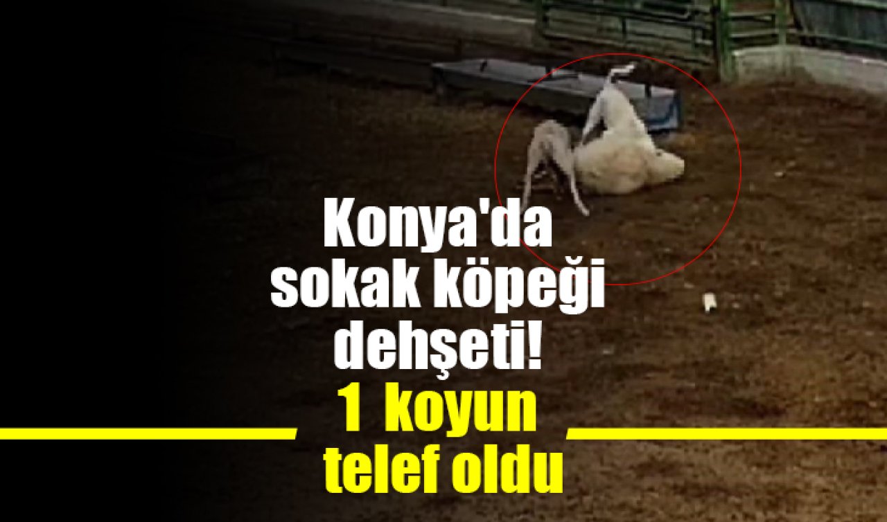 Konya’da sokak köpeklerinin saldırdığı koyun telef oldu