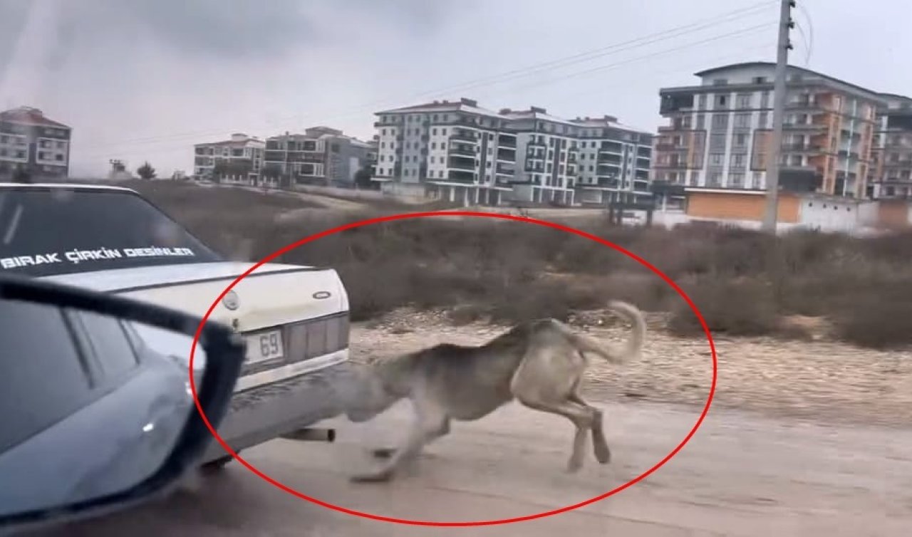Köpeği aracın arkasına bağlayarak eziyet etti! O anlar kamerada