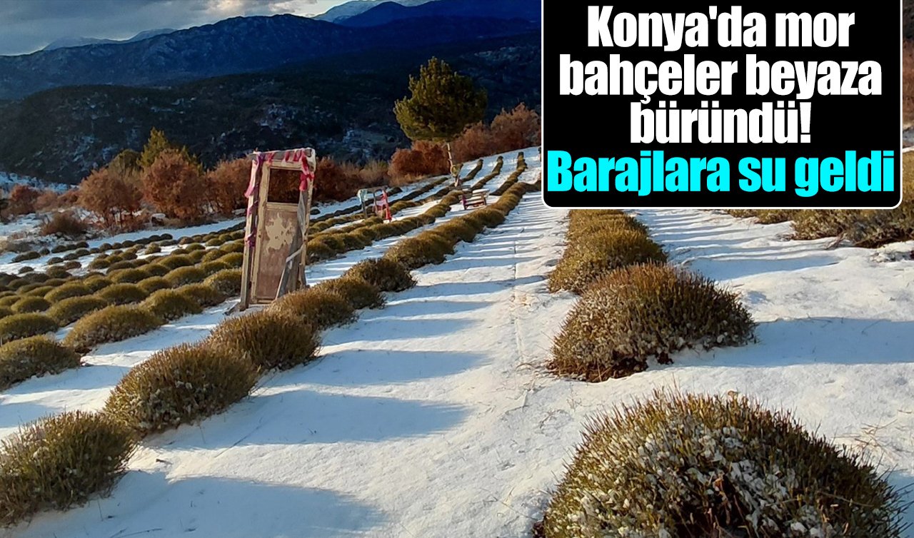 Konya’da mor bahçeler beyaza büründü! Barajlara su geldi