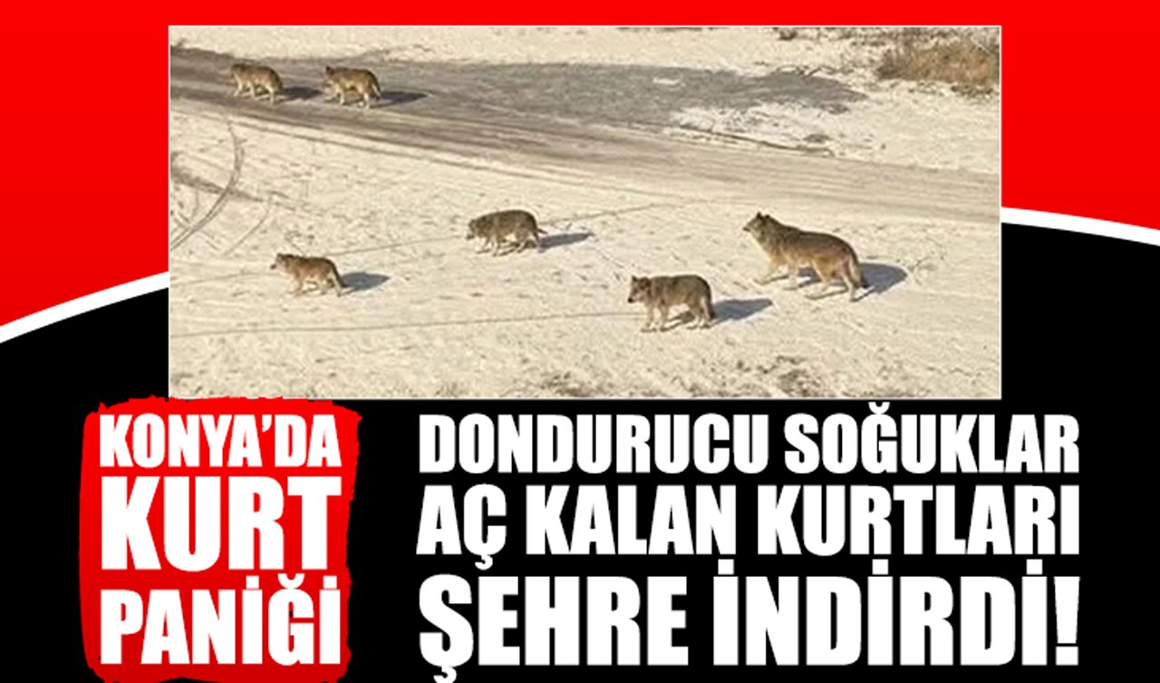 Konya’da kurt paniği: Dondurucu soğuklar aç kalan kurtları şehre indirdi!