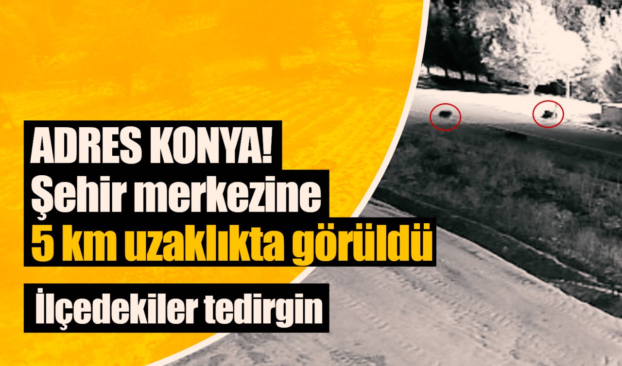 ADRES KONYA! Şehir merkezine 5 km uzaklıkta görüldü: İlçedekiler tedirgin 