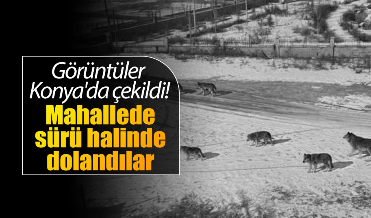 Görüntüler Konya’da çekildi! Mahallede sürü halinde dolandılar 
