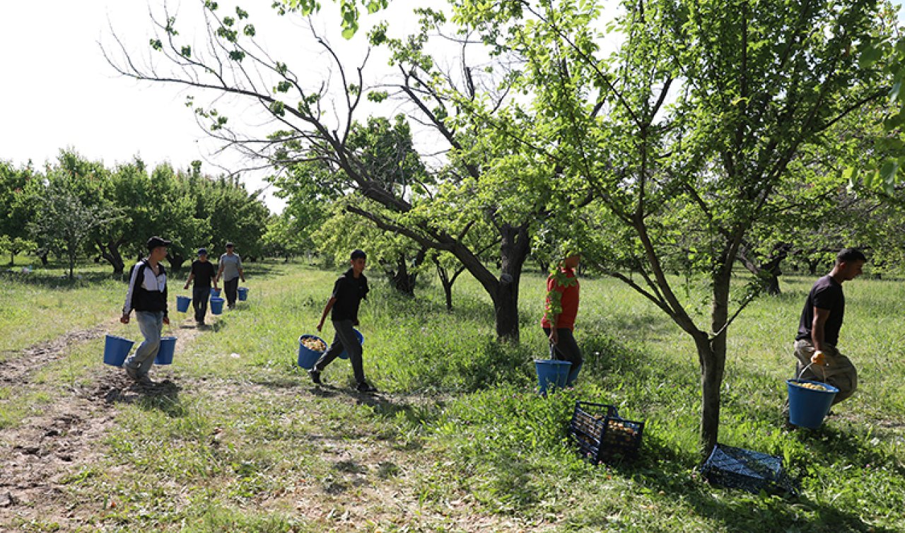 Iğdır ekonomisinin lokomotifi! Çekirdeği bile değerli 