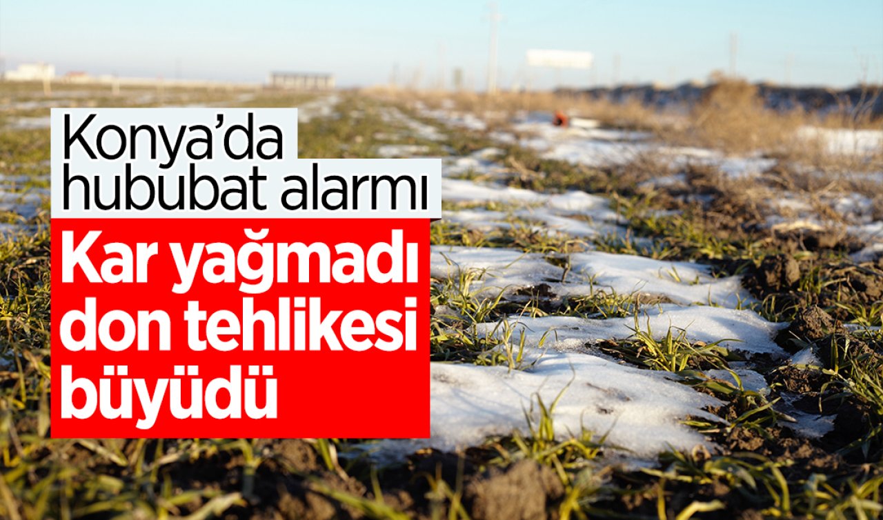 Konya’da hububat alarmı: Kar yağmadı don tehlikesi büyüdü