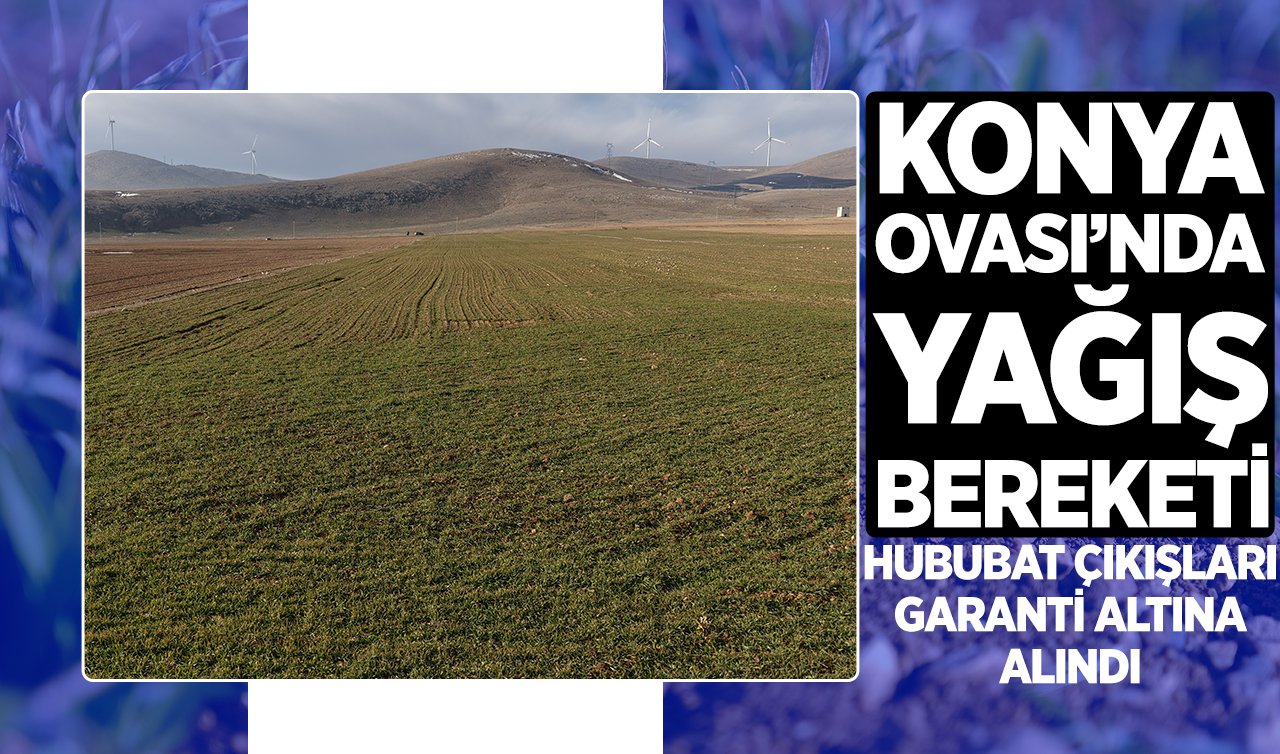 Konya Ovası’nda yağış bereketi: Hububat çıkışları garanti altına alındı!