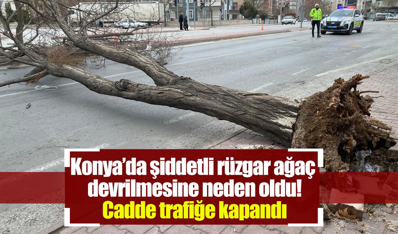 Konya’da şiddetli rüzgar ağaç devrilmesine neden oldu! Cadde trafiğe kapandı