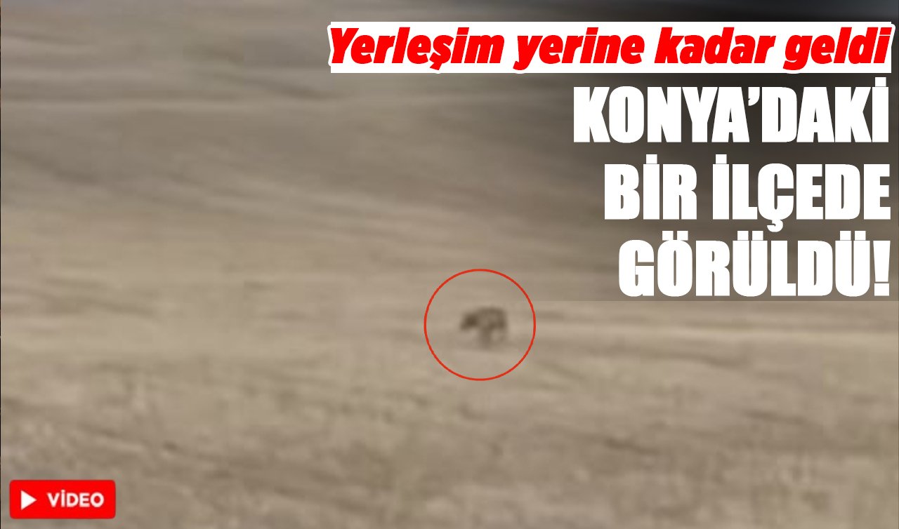Konya’daki bir ilçede görüldü! Yerleşim yerine kadar geldi