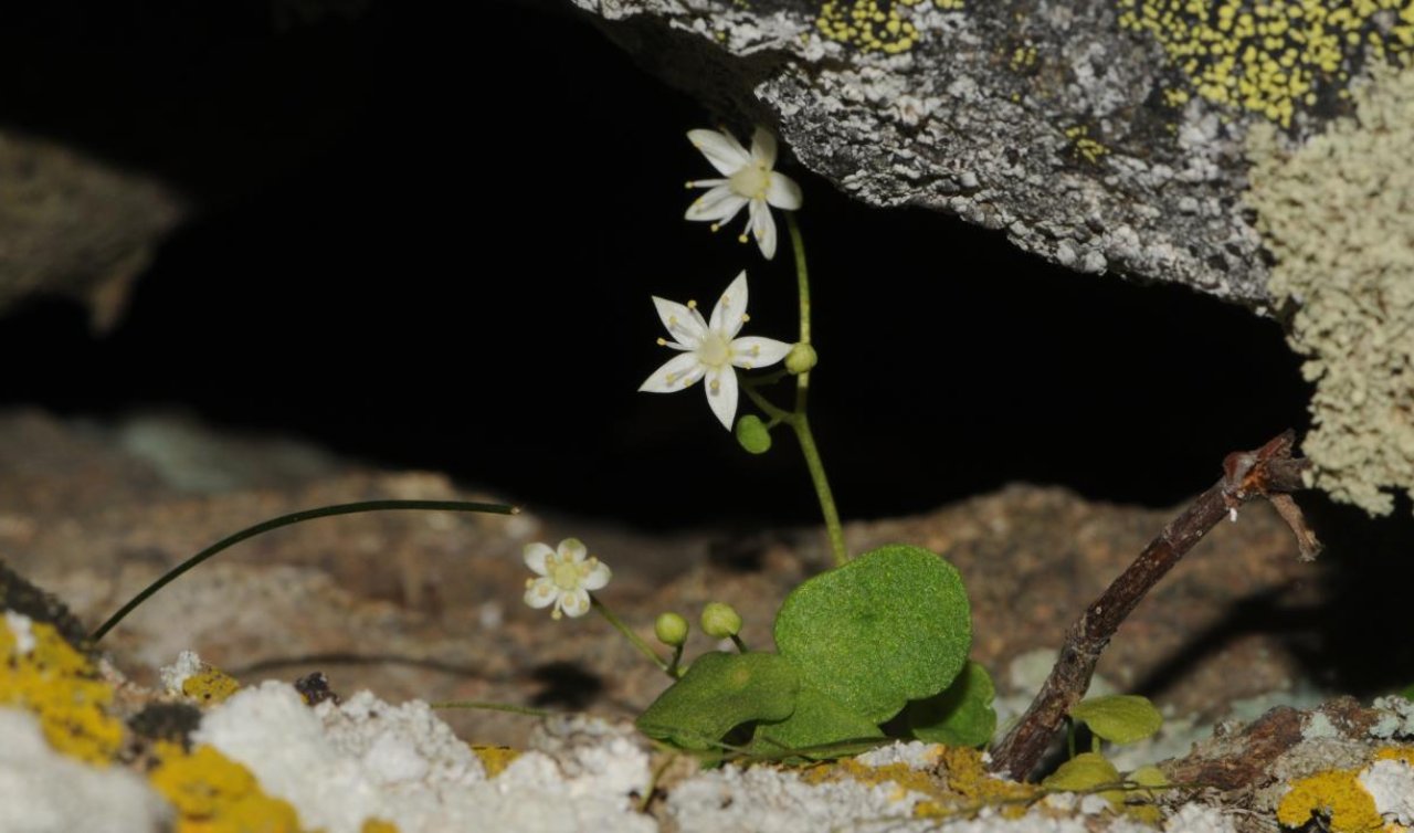 İzmir’de endemik bitki türü keşfedildi