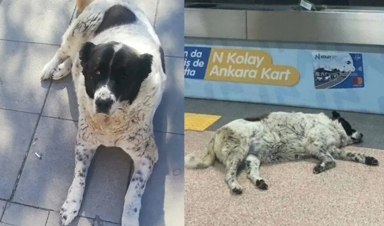 “Matmazel’’i döverek katledenler işten atıldı