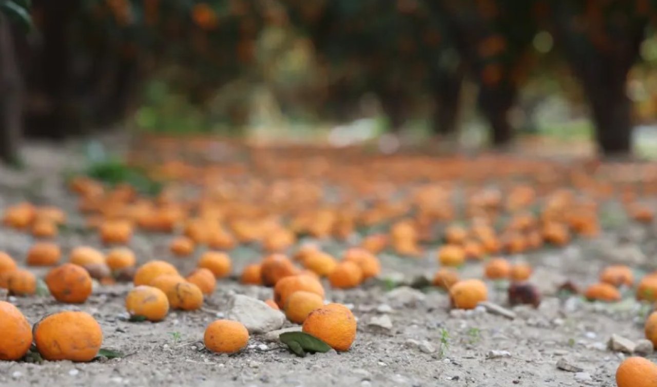 “Gelin bedava toplayın’’ denildi ama alan çıkmadı! 