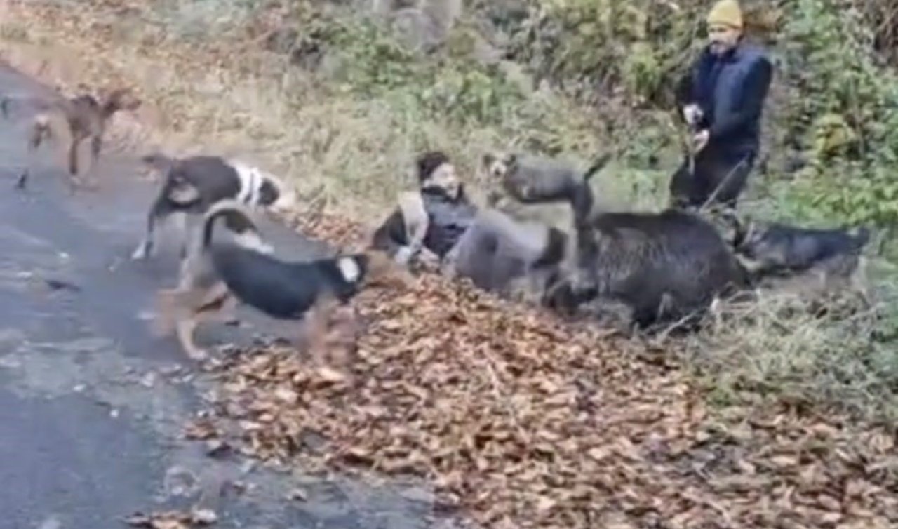Domuzun saldırısından avcı arkadaşları kurtardı! O anlar kamerada