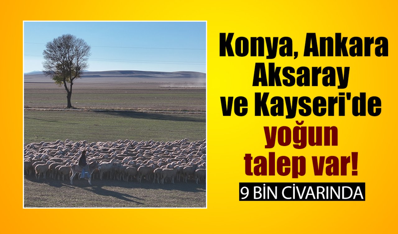 Konya, Ankara, Aksaray ve Kayseri’de yoğun talep var! 9 bin civarında 