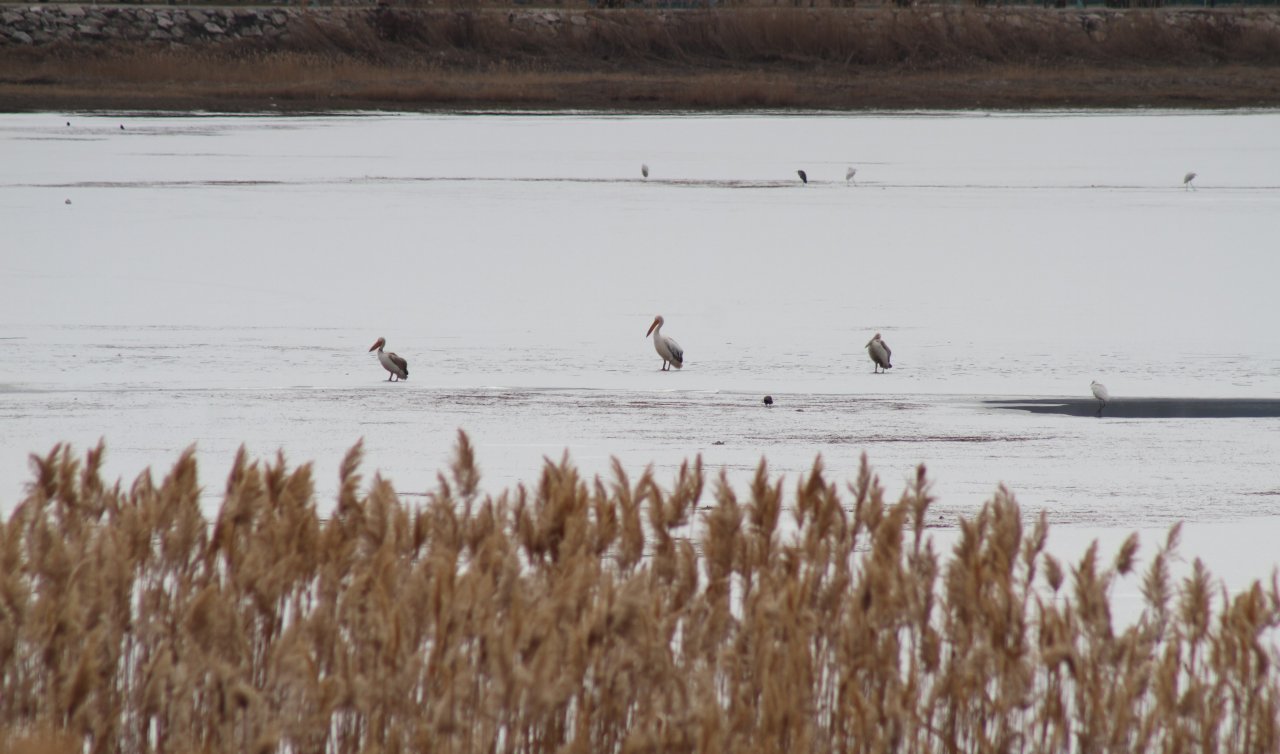 Beyşehir Gölü Milli Parkı bu kez göçmen pelikanlara ev sahipliği yaptı