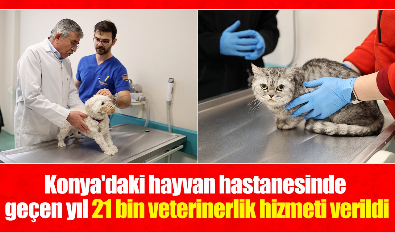 Konya’daki hayvan hastanesinde geçen yıl 21 bin veterinerlik hizmeti verildi