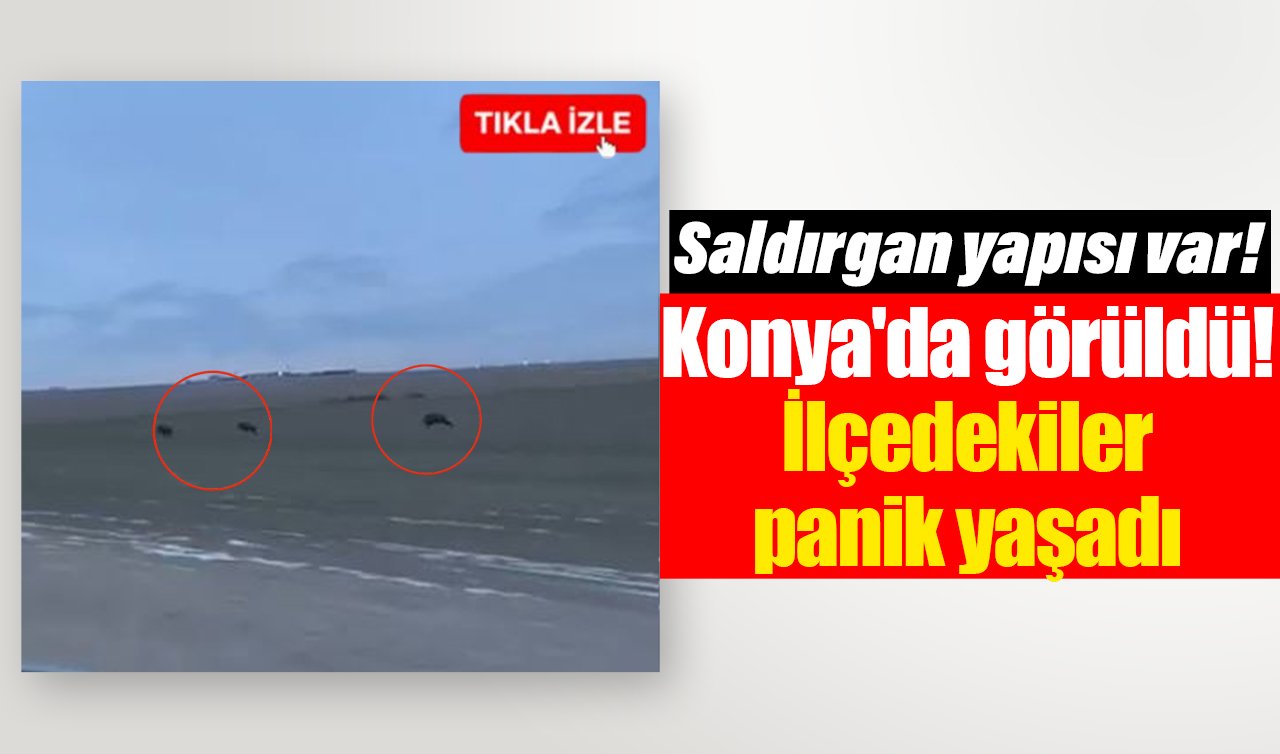Konya’da görüldü! İlçedekiler panik yaşadı: Saldırgan yapısı var!