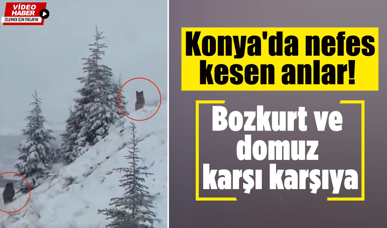 Konya’da nefes kesen anlar! Bozkurt ve domuz karşı karşıya
