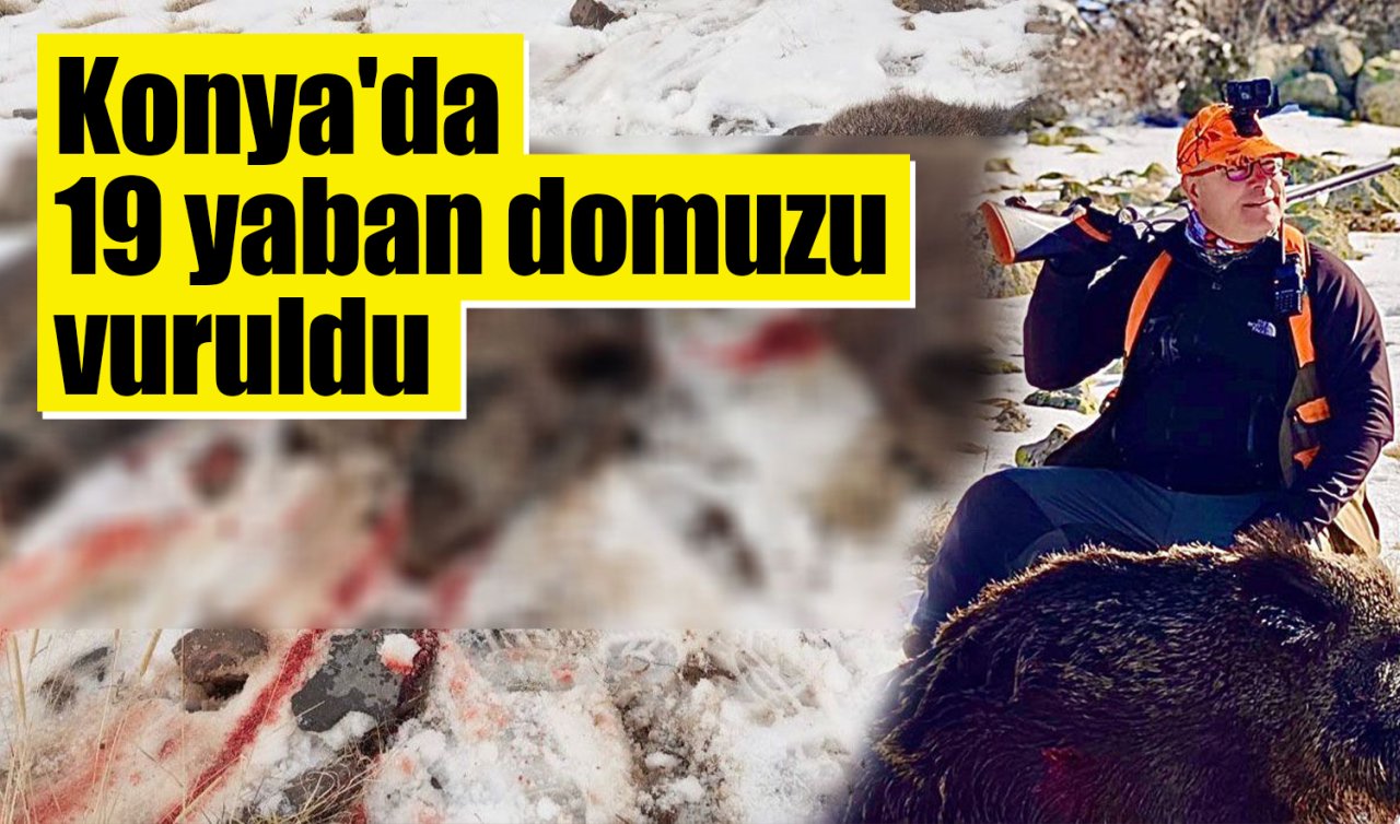 Konya’da 19 yaban domuzu vuruldu